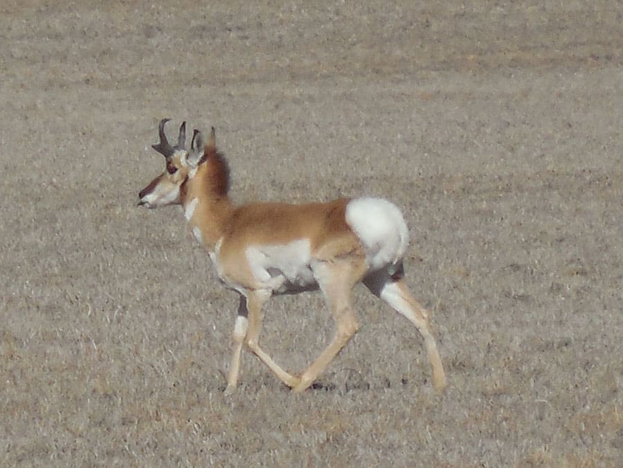 Christmas-Valley-Oregon-Antelope-2015-3