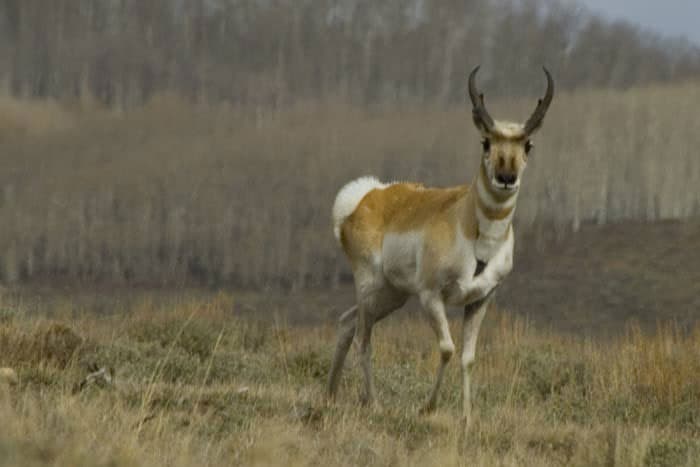 Colorado-Antelope-1
