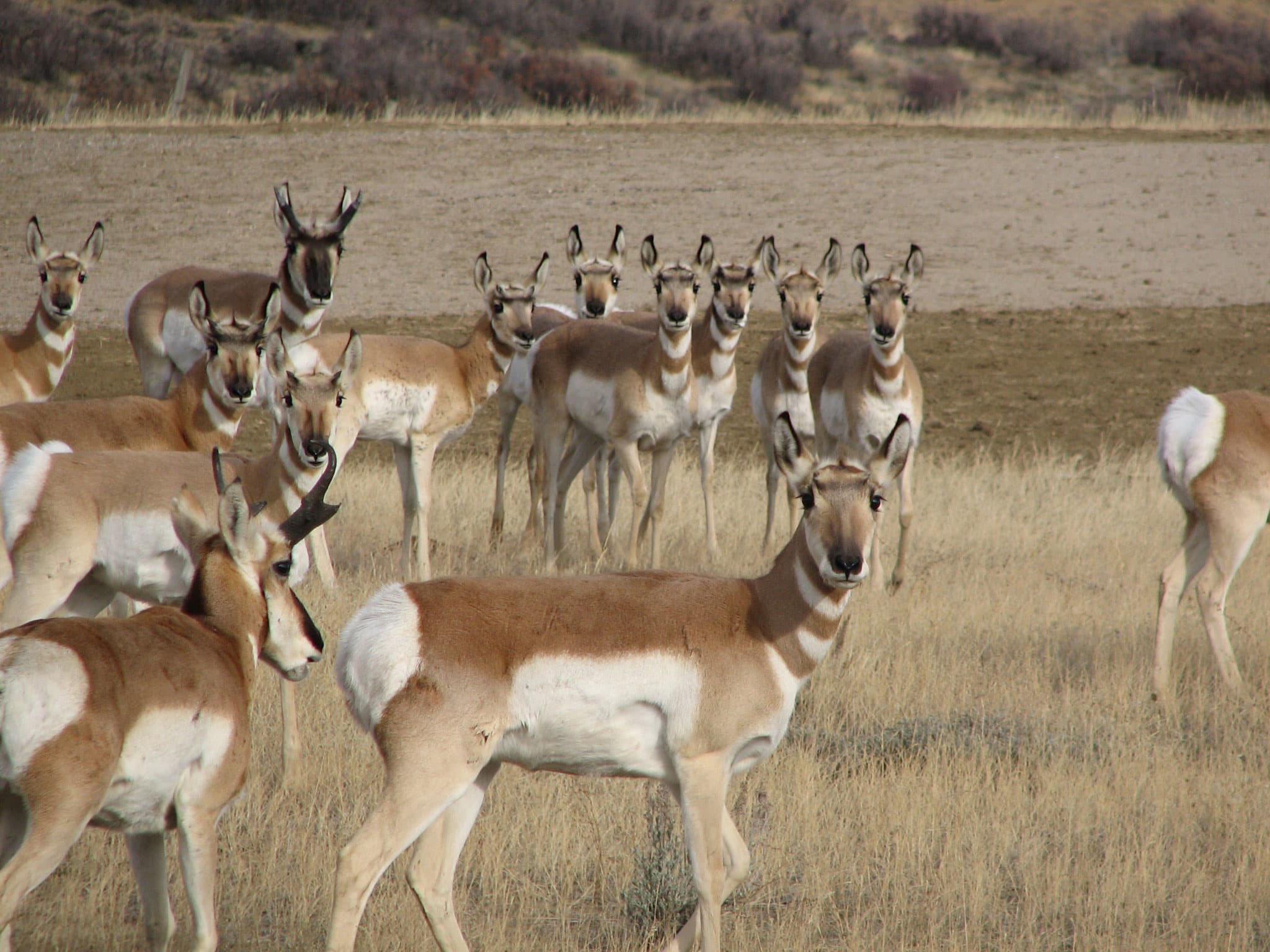 Colorado-Antelopes